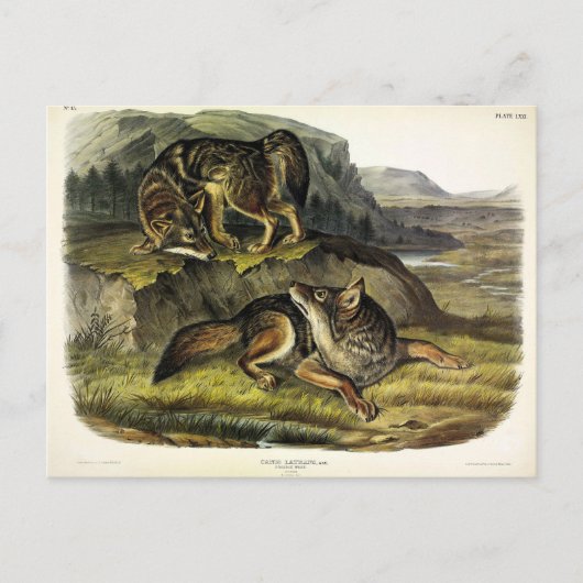 Prairie Wolf (Coyote) van Audubon's Quadrupeds Briefkaart (Voorkant)