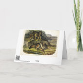 Prairie Wolf (Coyote) van Audubon's Quadrupeds Kaart (Achterkant)