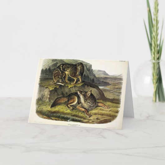 Prairie Wolf (Coyote) van Audubon's Quadrupeds Kaart (Voorkant)