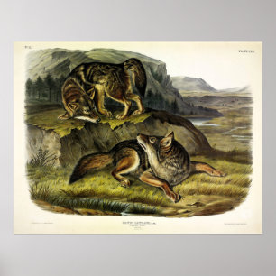 Prairie Wolf (Coyote) van Audubon's Quadrupeds Poster