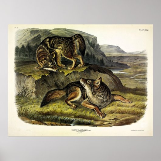 Prairie Wolf (Coyote) van Audubon's Quadrupeds Poster (Voorkant)