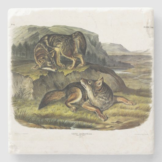Prairie Wolf (Coyote) van Audubon's Quadrupeds Stenen Onderzetter (Voorkant)