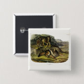 Prairie Wolf (Coyote) van Audubon's Quadrupeds Vierkante Button 5,1 Cm (Voorkant /achterkant)