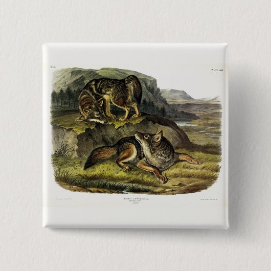 Prairie Wolf (Coyote) van Audubon's Quadrupeds Vierkante Button 5,1 Cm (Voorkant)