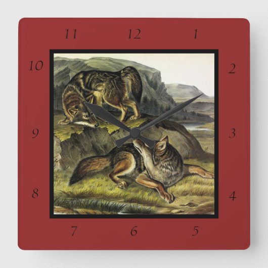Prairie Wolf (Coyote) van Audubon's Quadrupeds Vierkante Klok (Voorkant)