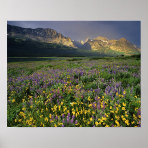 Prairiebloemen vullen weide bij meer poster