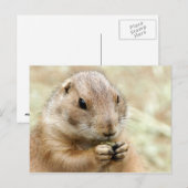 Prairiedog Briefkaart (Voorkant / Achterkant)