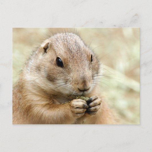 Prairiedog Briefkaart (Voorkant)