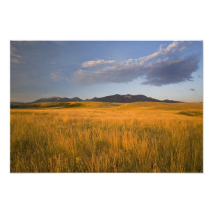 Prairiegraslanden aan de voet van de foto afdruk