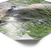 Prairiehond in het gras foto afdruk (Hoek)