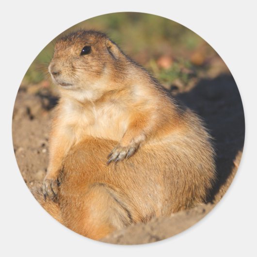 prairiehond ronde sticker (Voorkant)