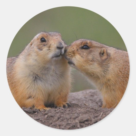 prairiehond ronde sticker (Voorkant)