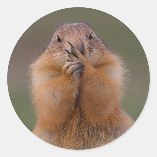 prairiehond ronde sticker (Voorkant)