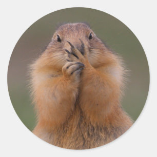 prairiehond ronde sticker