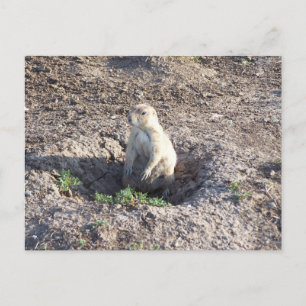 prairiehond, wilde dieren, schattig ritter briefkaart