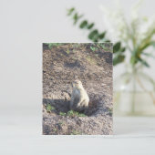 prairiehond, wilde dieren, schattig ritter, Wichit Briefkaart (Staand voorkant)