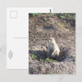 prairiehond, wilde dieren, schattig ritter, Wichit Briefkaart (Voorkant / Achterkant)
