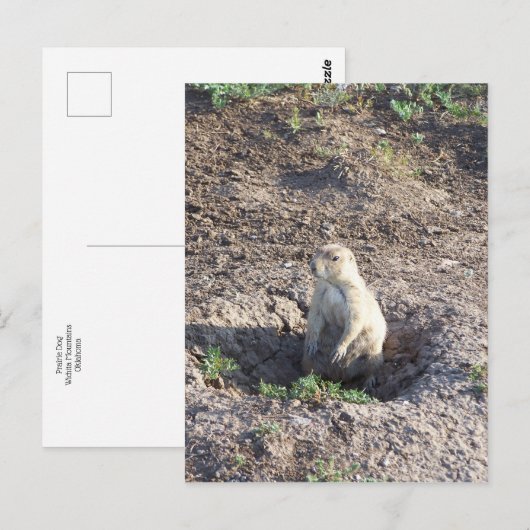 prairiehond, wilde dieren, schattig ritter, Wichit Briefkaart (Voorkant / Achterkant)