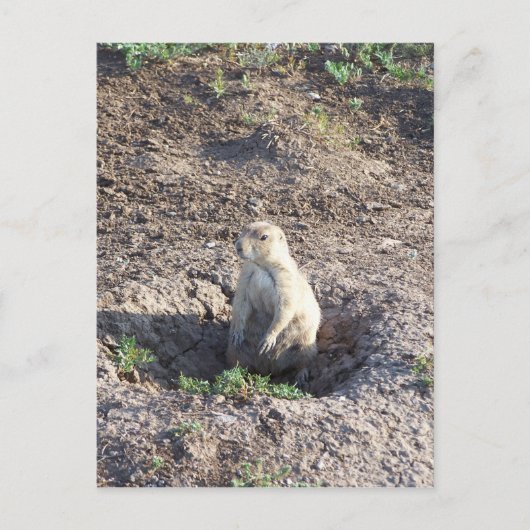 prairiehond, wilde dieren, schattig ritter, Wichit Briefkaart (Voorkant)