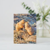 PRAIRIEHONDEN BRIEFKAART (Staand voorkant)