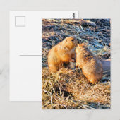 PRAIRIEHONDEN BRIEFKAART (Voorkant / Achterkant)