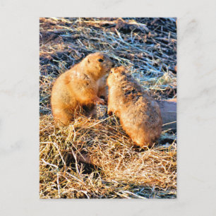 PRAIRIEHONDEN BRIEFKAART