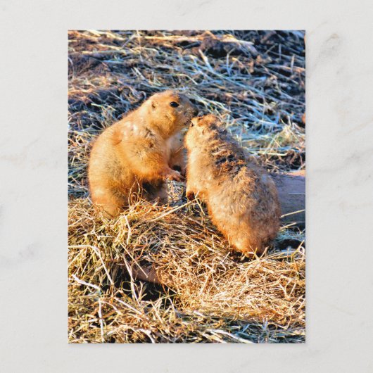 PRAIRIEHONDEN BRIEFKAART (Voorkant)