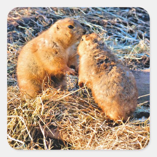 PRAIRIEHONDEN VIERKANTE STICKER (Voorkant)