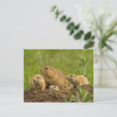 Prairiehondenfamilie op hol briefkaart (Staand voorkant)