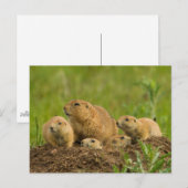 Prairiehondenfamilie op hol briefkaart (Voorkant / Achterkant)