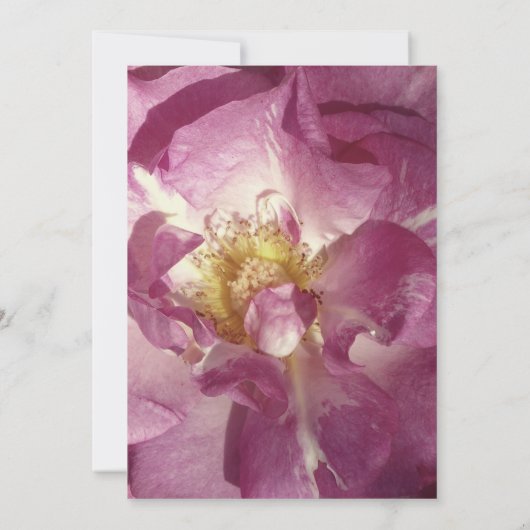 Praitiful Roos foto bruiloft Kaart (Achterkant)