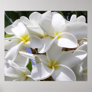 Praktisch Poster-Plumeria Poster