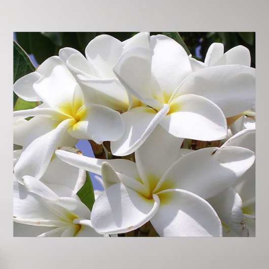 Praktisch Poster-Plumeria Poster (Voorkant)
