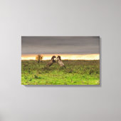 Pranching paarden canvas (Voorkant)