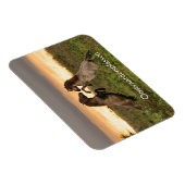 Pranching wilde paarden in Oostvaardersplassen mag Magneet (Rechterzijde)