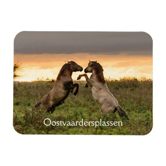Pranching wilde paarden in Oostvaardersplassen mag Magneet (Horizontaal)