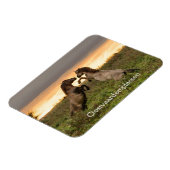 Pranching wilde paarden in Oostvaardersplassen mag Magneet (Linkerzijde)