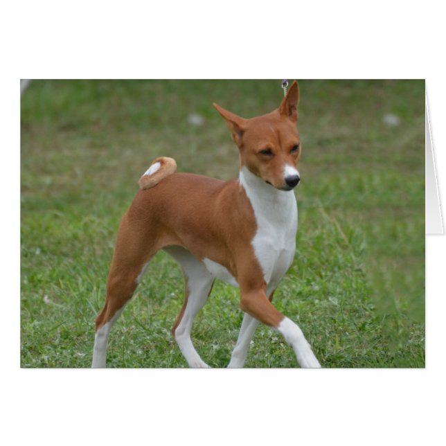 Prancing Basenji Dog (Voorkant Horizontaal)