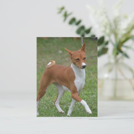 Prancing Basenji Dog Briefkaart (Staand voorkant)