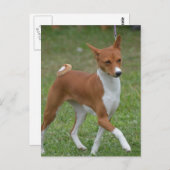 Prancing Basenji Dog Briefkaart (Voorkant / Achterkant)
