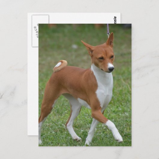 Prancing Basenji Dog Briefkaart (Voorkant / Achterkant)