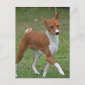 Prancing Basenji Dog Briefkaart (Voorkant)