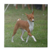 Prancing Basenji Dog Tegeltje (Voorkant)