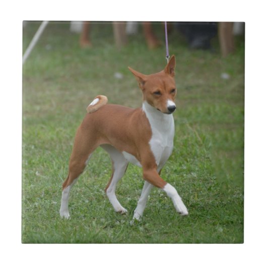 Prancing Basenji Dog Tegeltje (Voorkant)