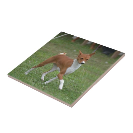 Prancing Basenji Dog Tegeltje (Zijkant)