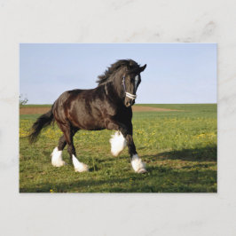 Prancing Clydesdale Briefkaart
