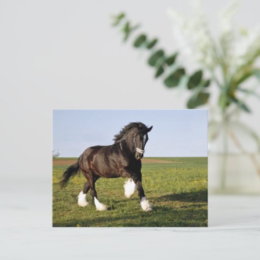 Prancing Clydesdale Briefkaart (Staand voorkant)