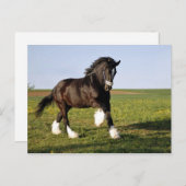 Prancing Clydesdale Briefkaart (Voorkant / Achterkant)