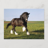 Prancing Clydesdale Briefkaart (Voorkant)
