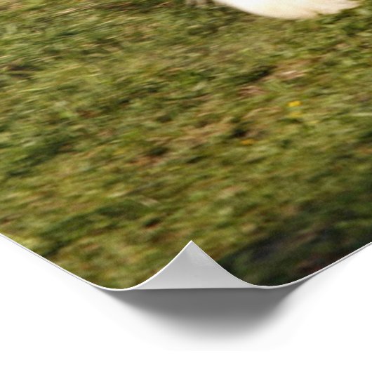 Prancing Clydesdale Poster (Hoek)